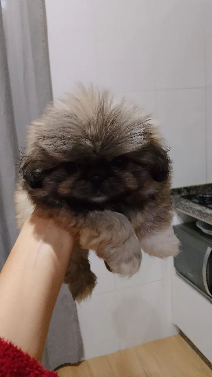 Cachorro  - Foto 3