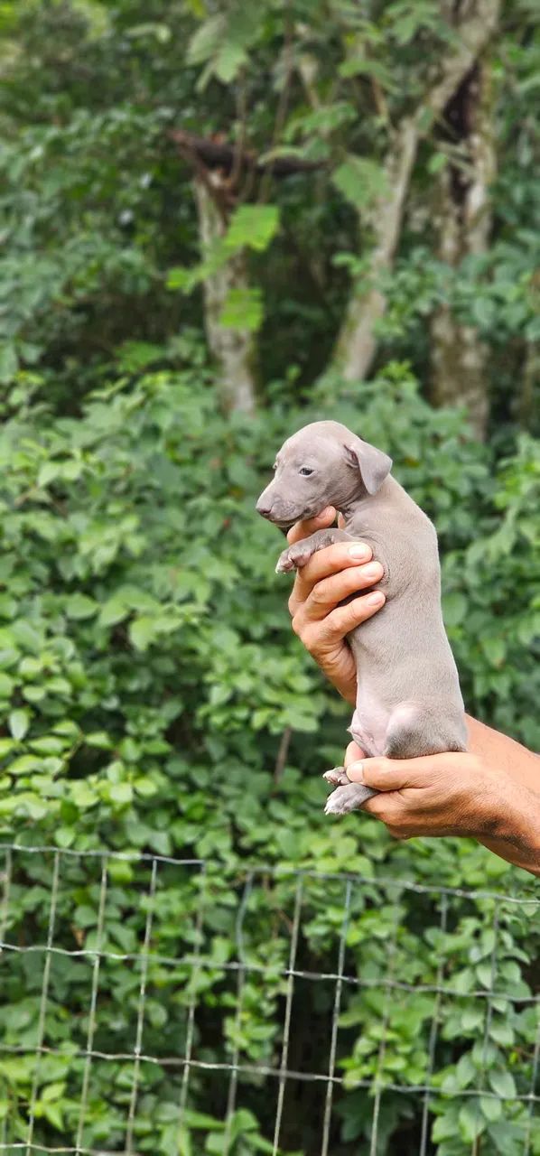 Galguinho bebê cinza - Foto 2