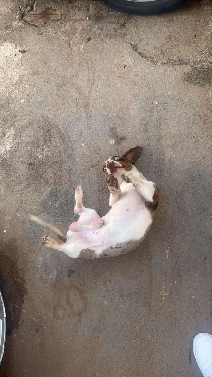 Animais  - Foto 4