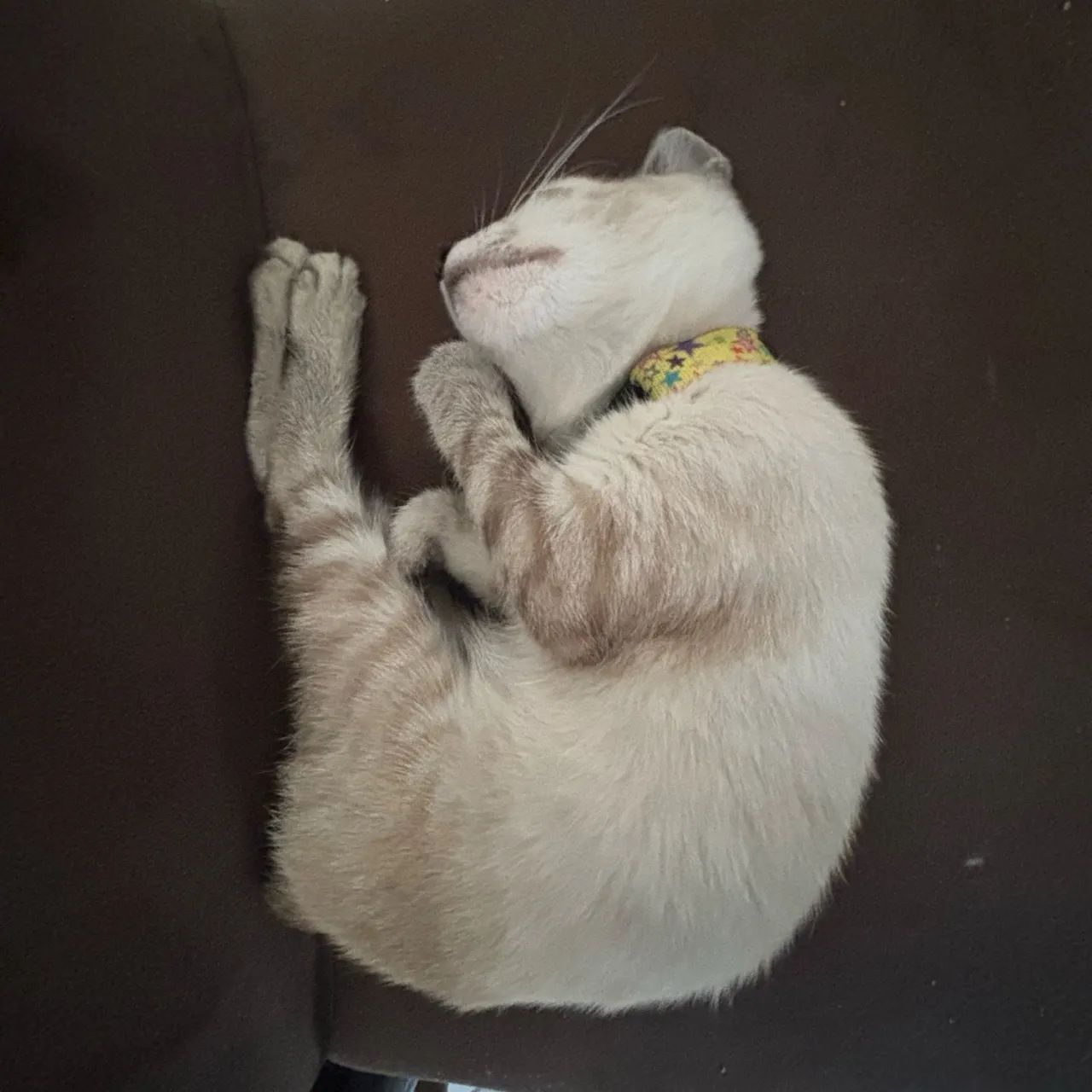 Doação de gatinha filhote - Foto 2