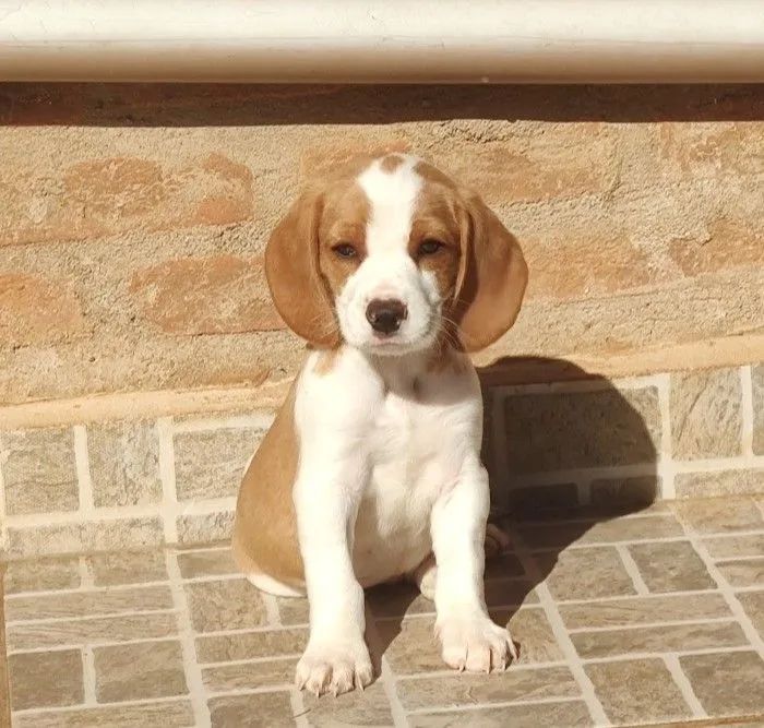 Com pedigree bicolor e tricolor - beagle  - Foto 5