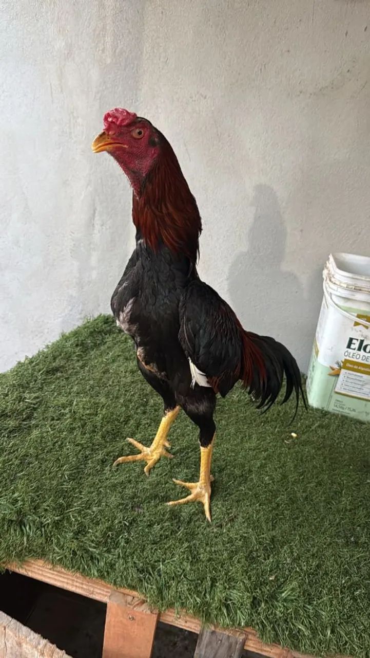 Galo indio - Foto 4