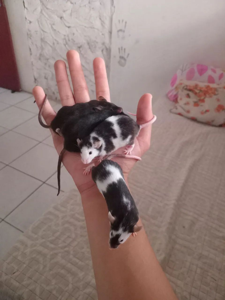 Vende-se Hamster twister  - Foto 2