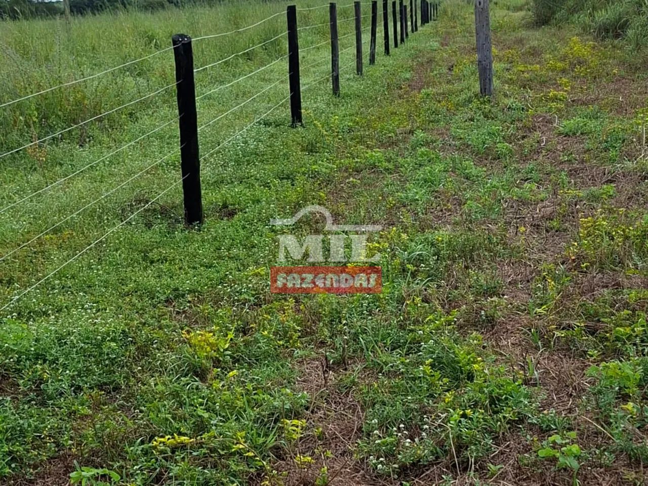Fazenda 318 Alqueires (1.542 hectares) Alvorada - TO - Foto 2