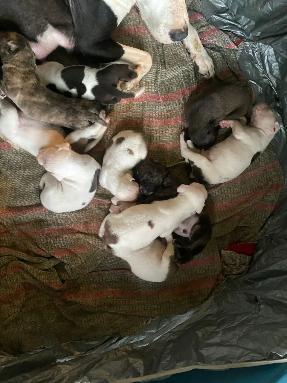 Vende-se pitbull puro  - Foto 4