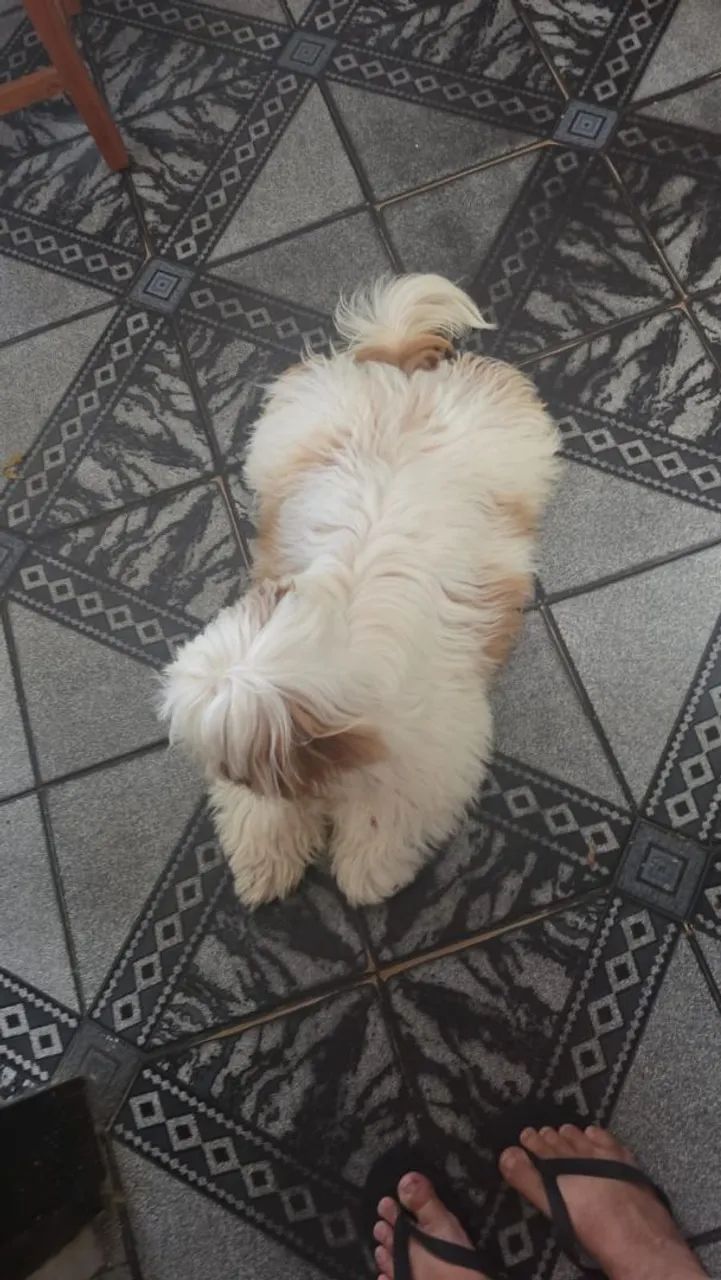 Vende-se Shitzu  - Foto 5