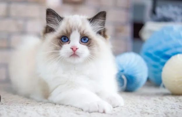 Ragdoll  - Foto 2