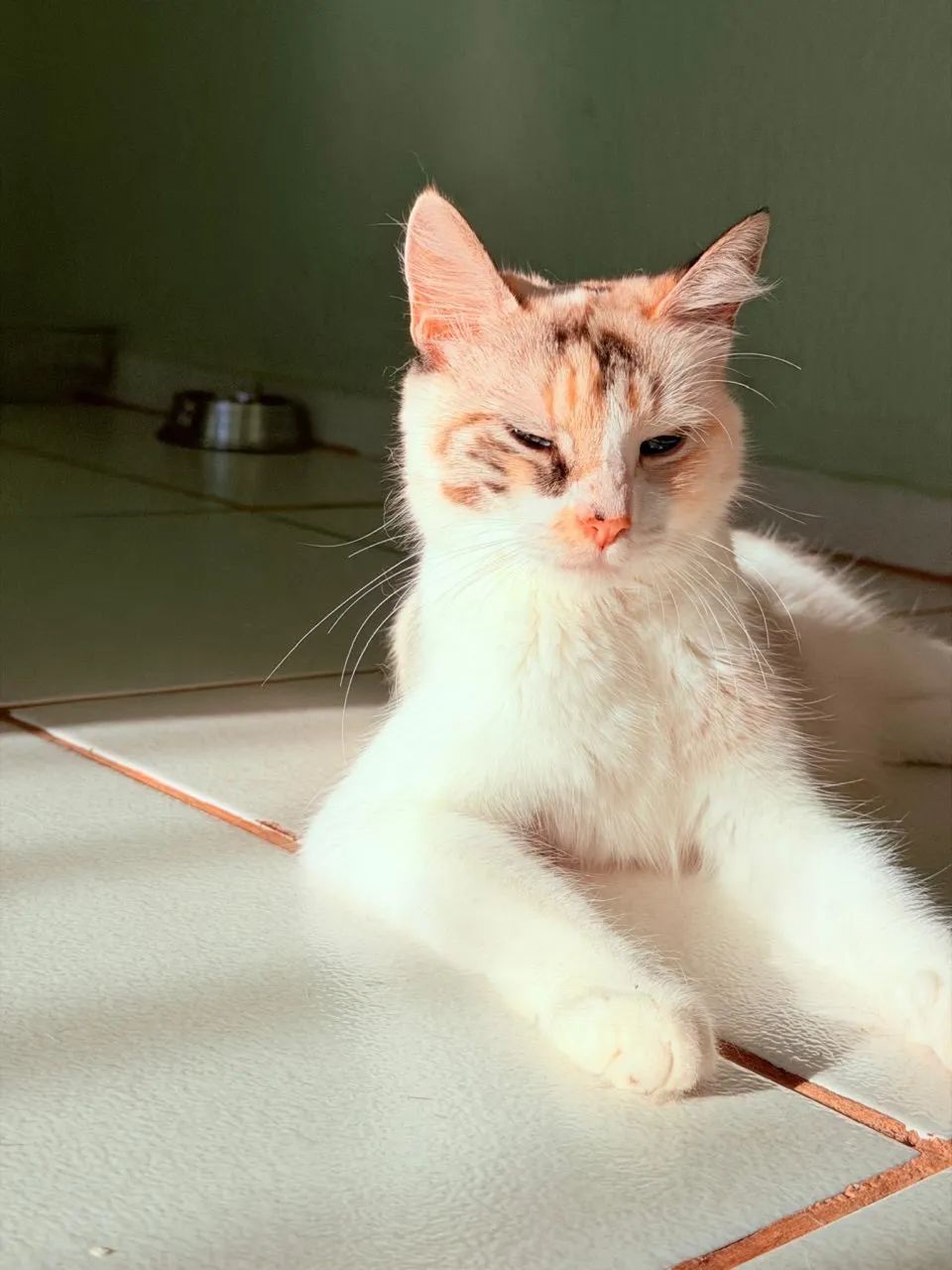 Doa-se gatinhas - Foto 4