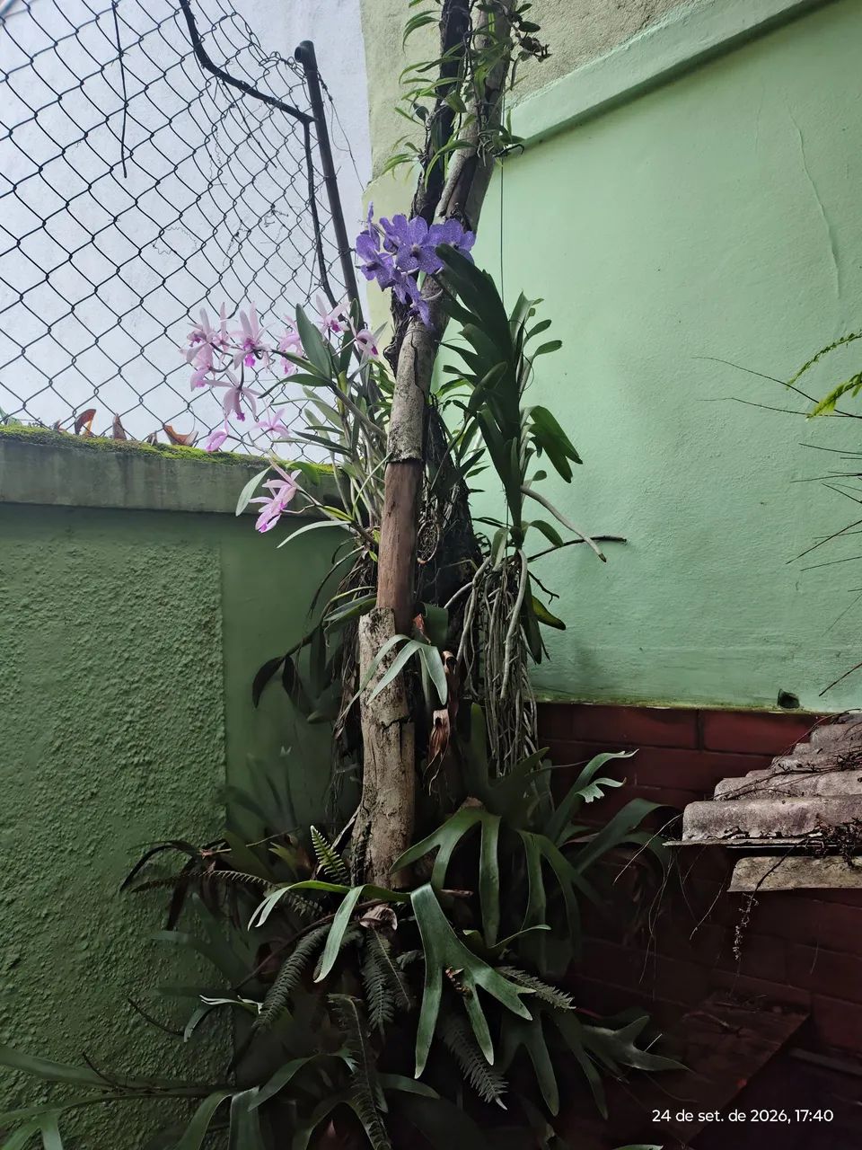 Orquídeas wanda