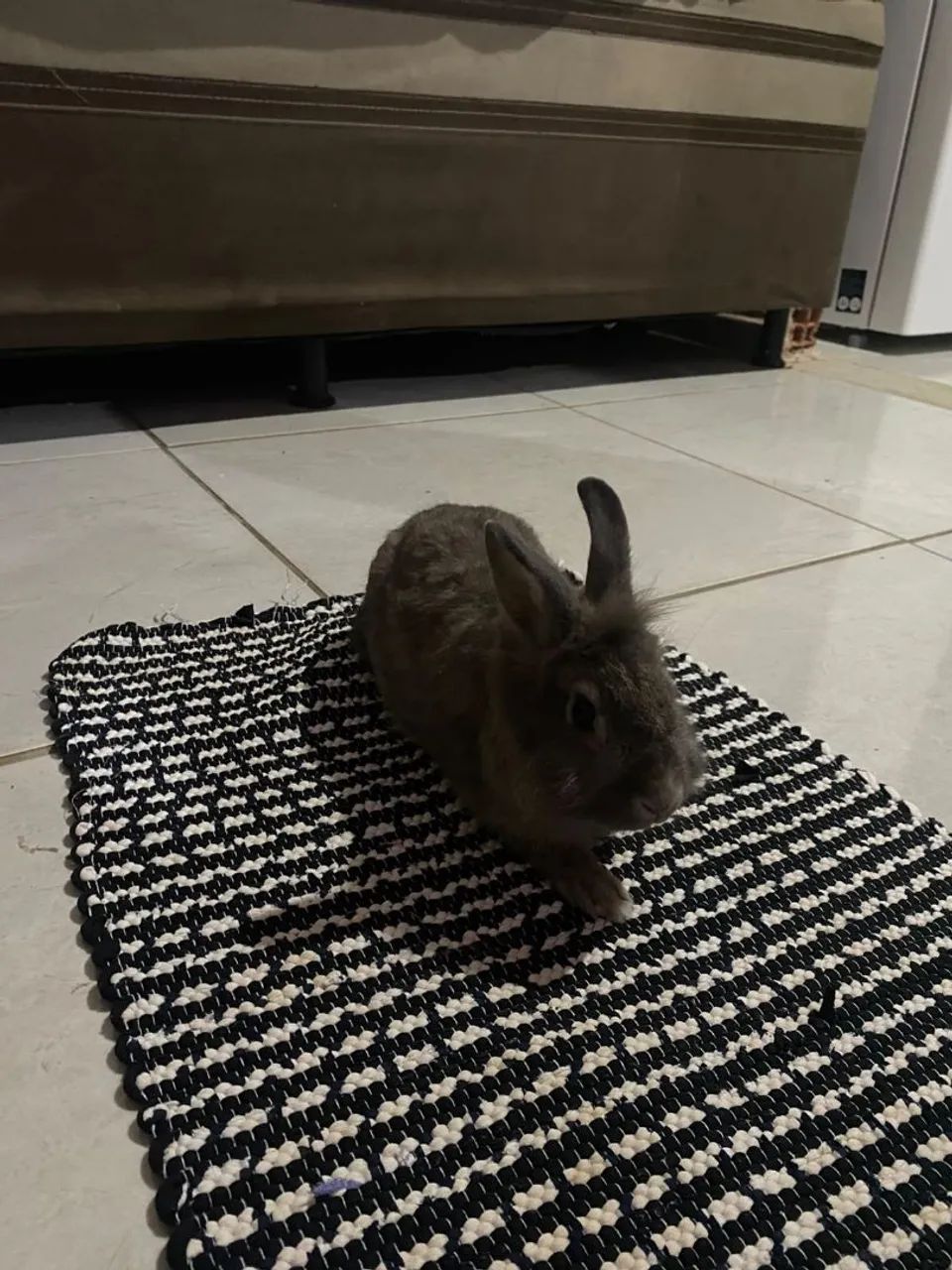 Coelho - Foto 3