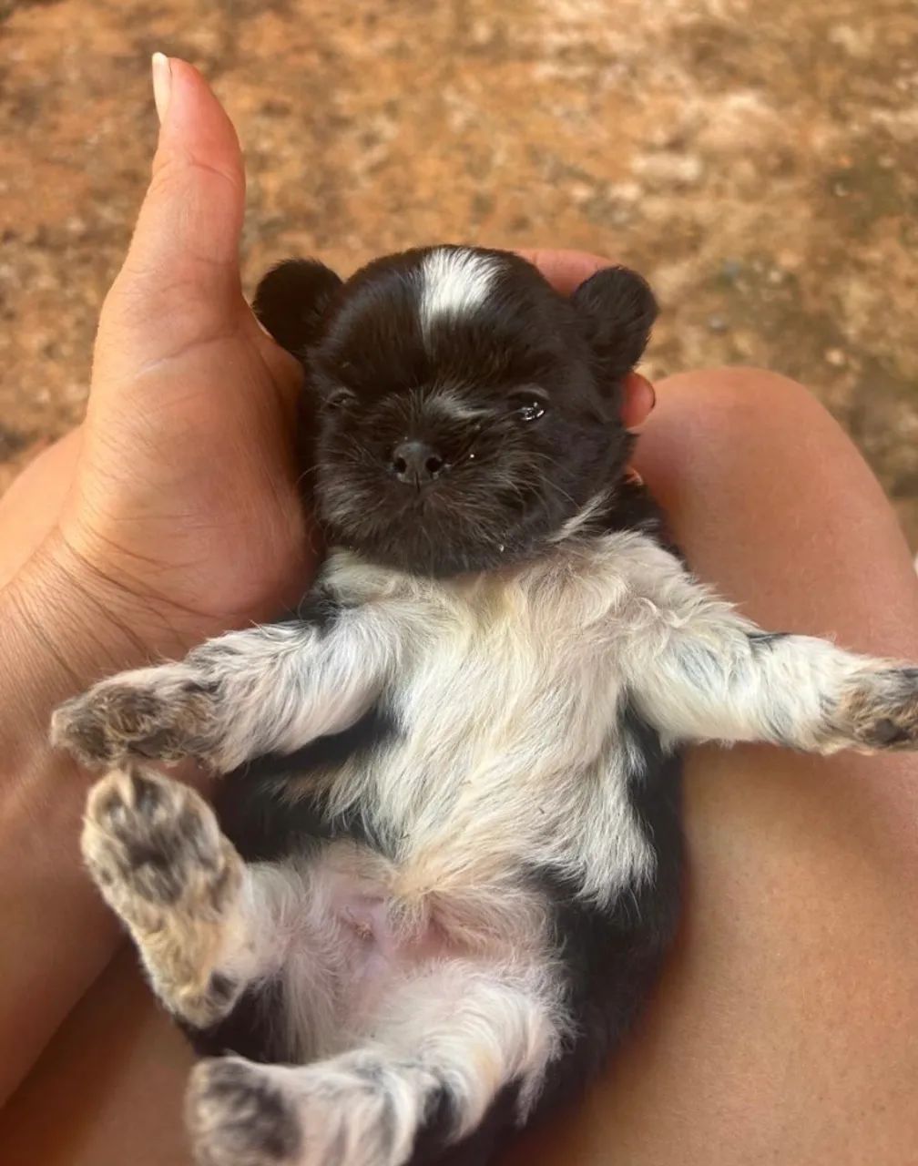 Shitzu machinho 