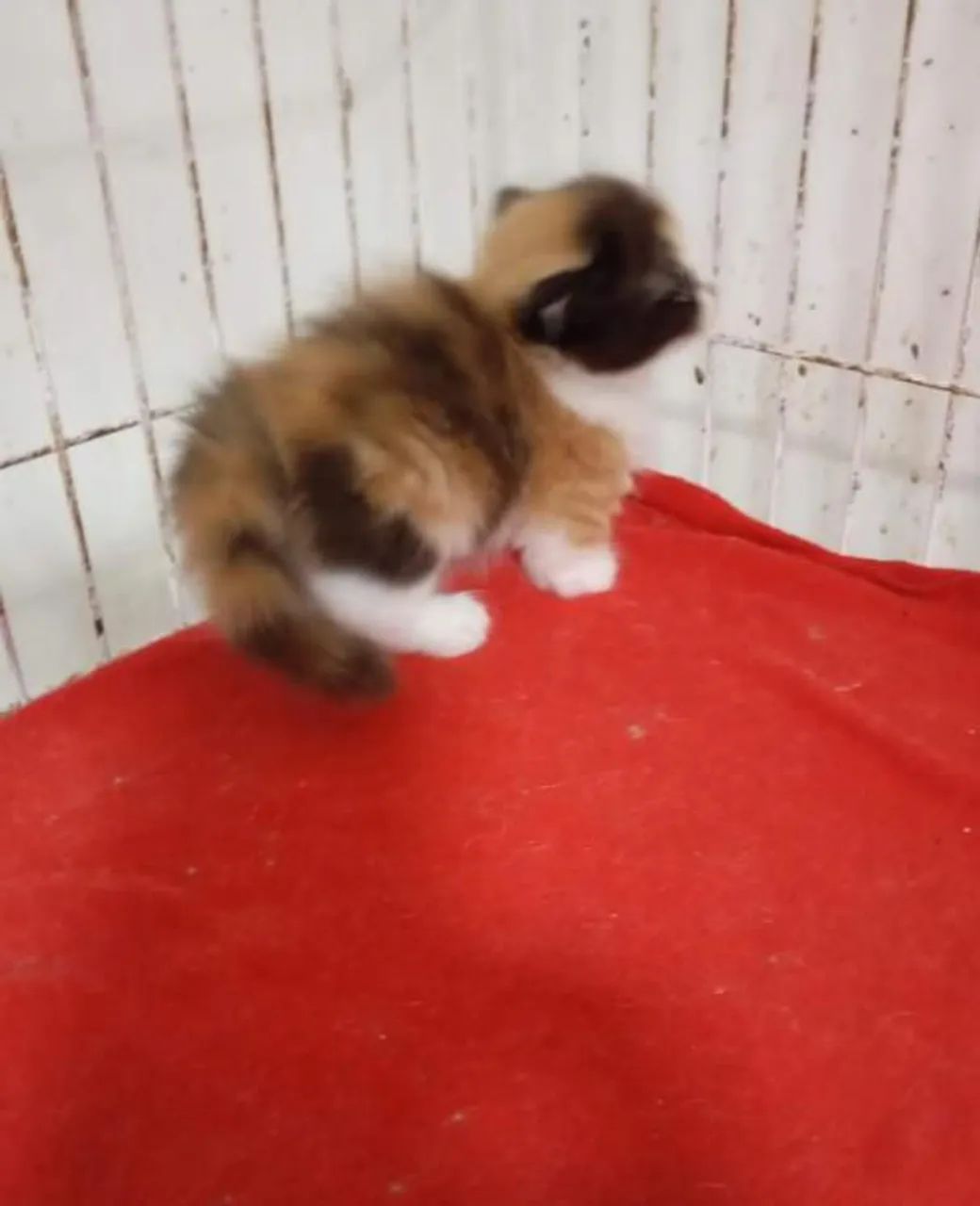 Munchking Middle leg  - Foto 3