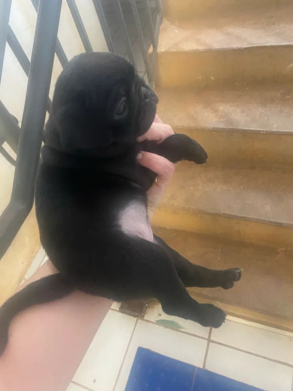 Pug mini - Foto 2