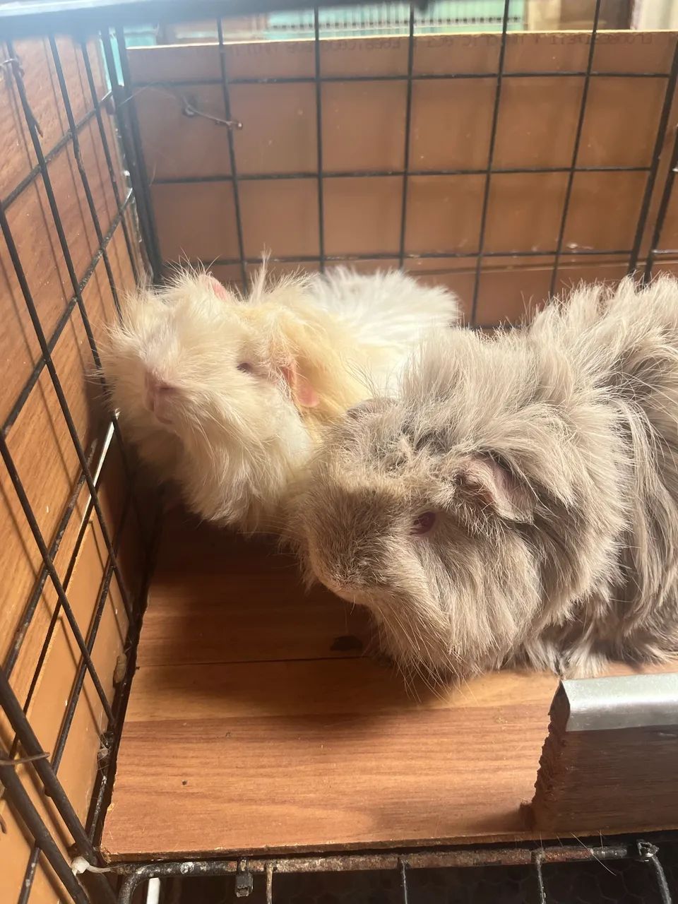 ? Porquinhos-da-Índia Peruano - Casal Adulto (Macho e Fêmea)