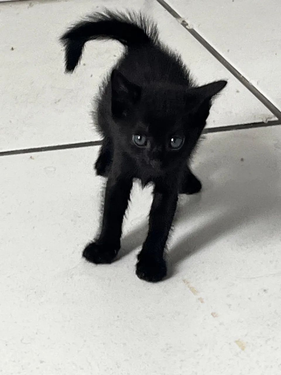 Gatinho preto - Foto 2