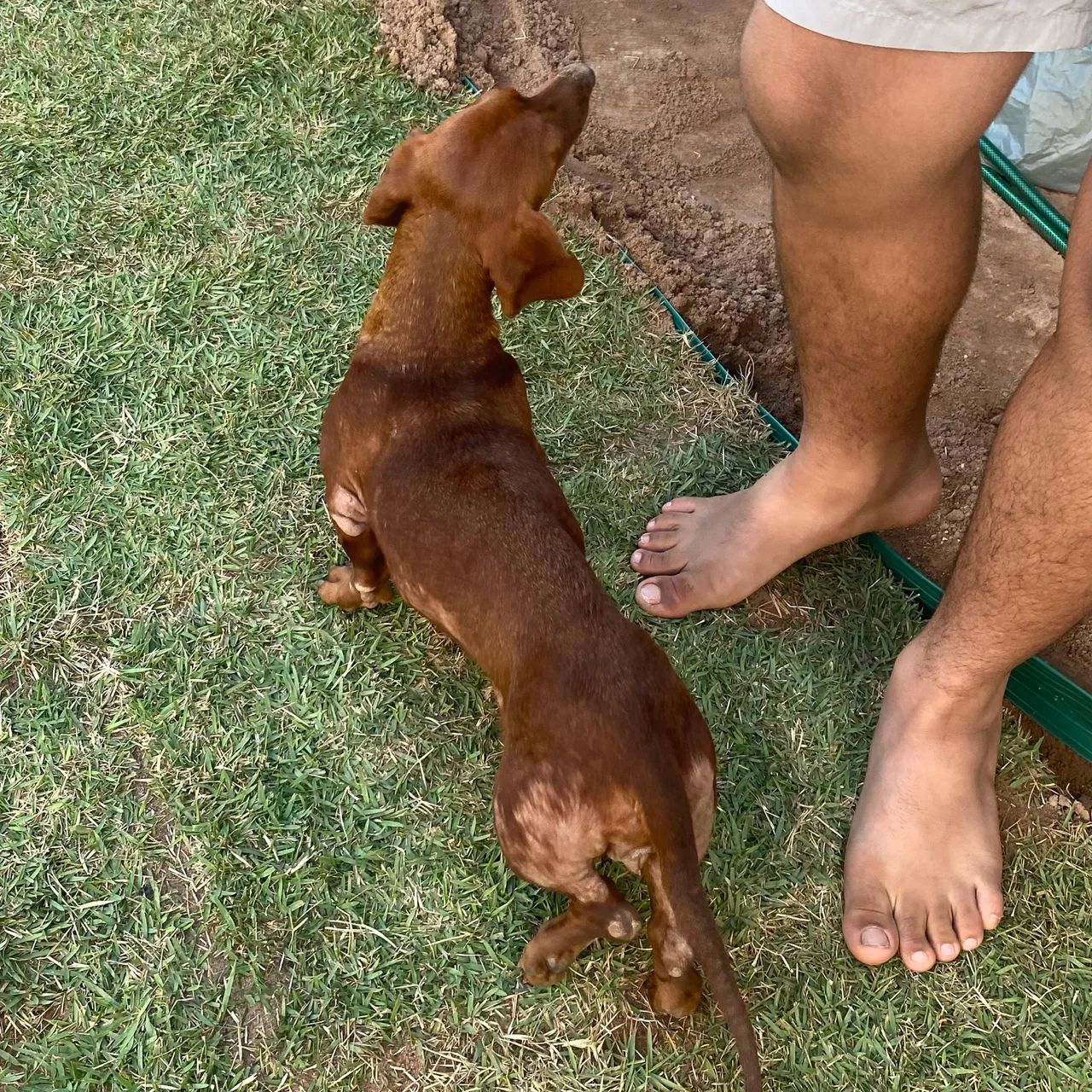 Adoção responsável  - Foto 3