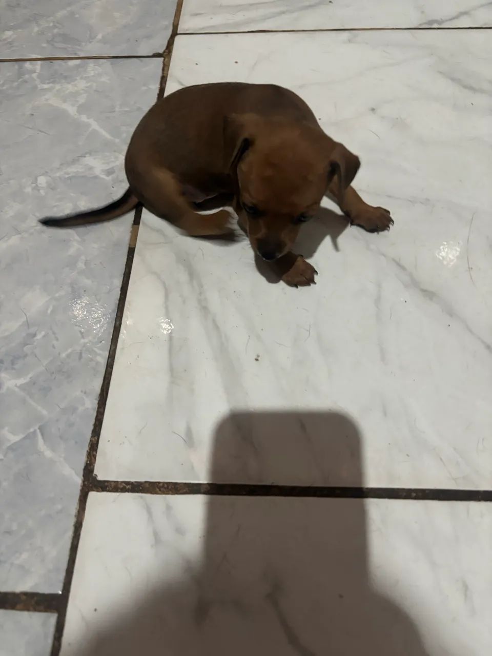 Pet - Foto 3