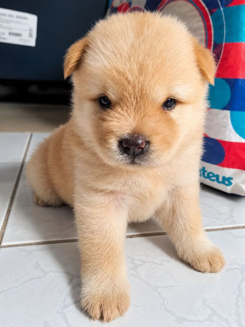 Chow chow  - Foto 3
