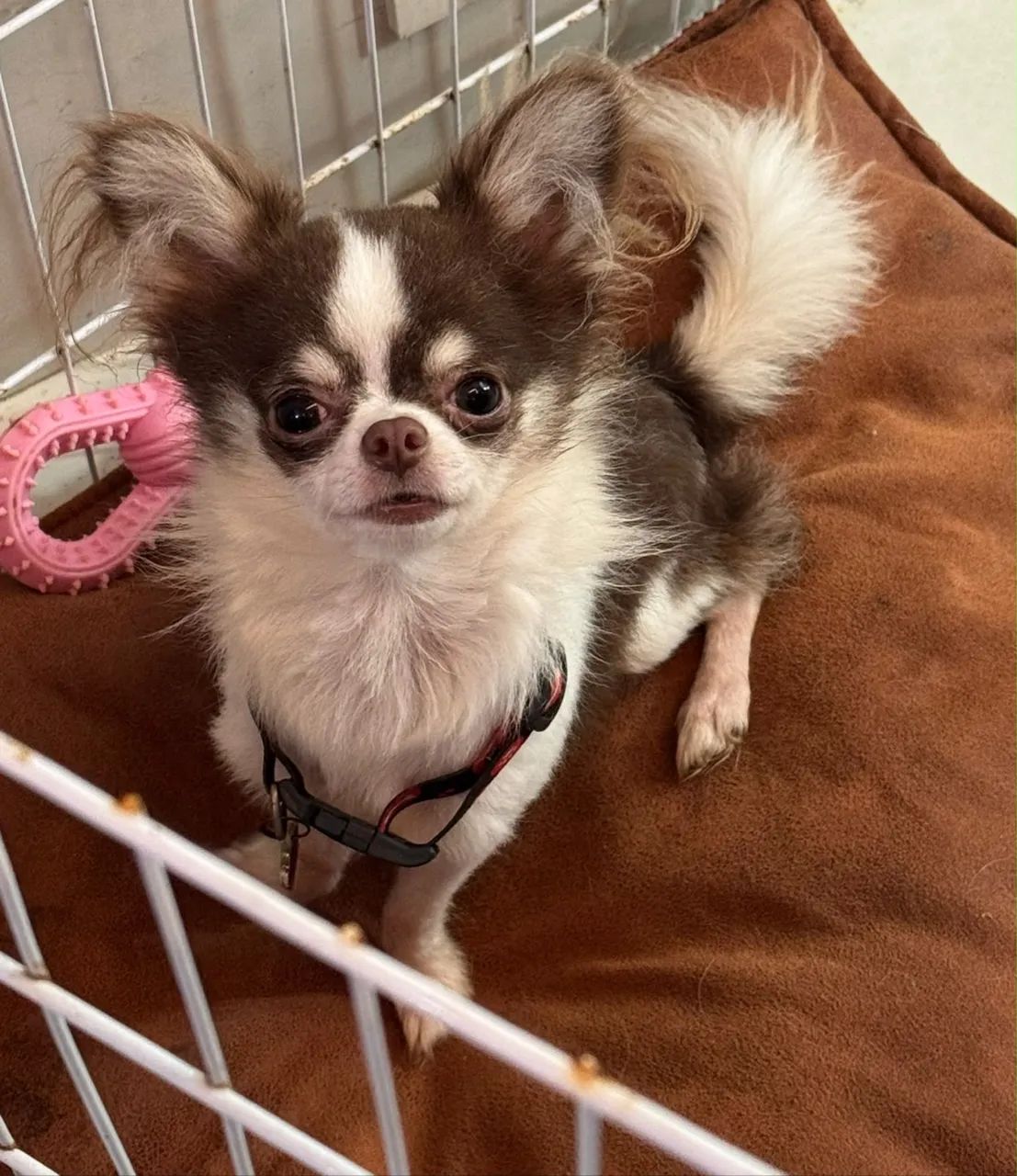 Chihuahua macho chocolate pelo longo com 1 ano para companhia - Foto 6