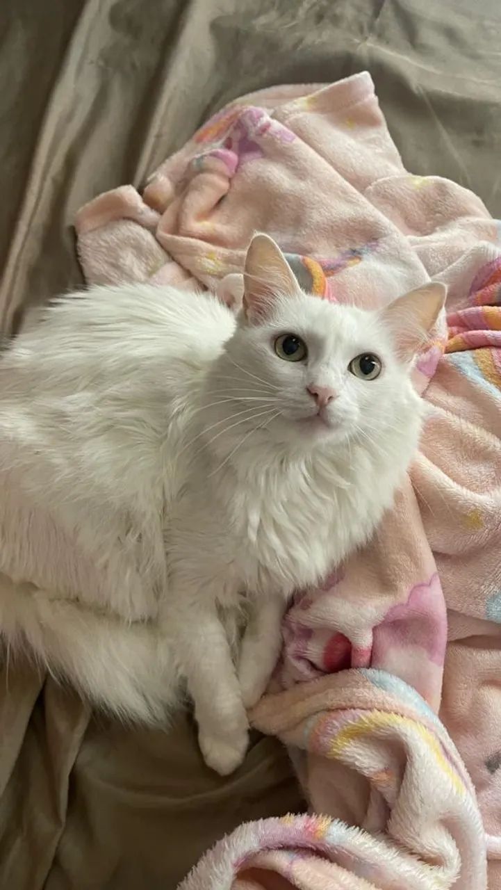 PROCURA-SE Gata Angorá  - Foto 4