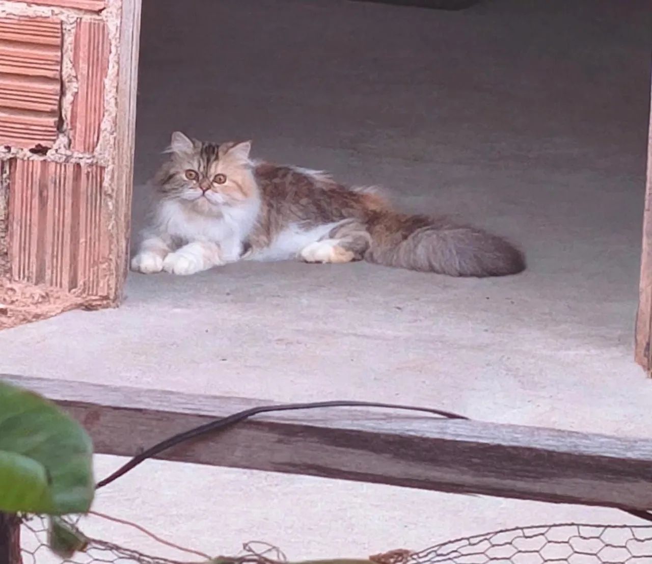 Gata persa  - Foto 3