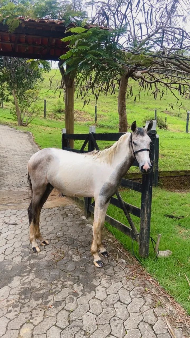 Potro  - Foto 4