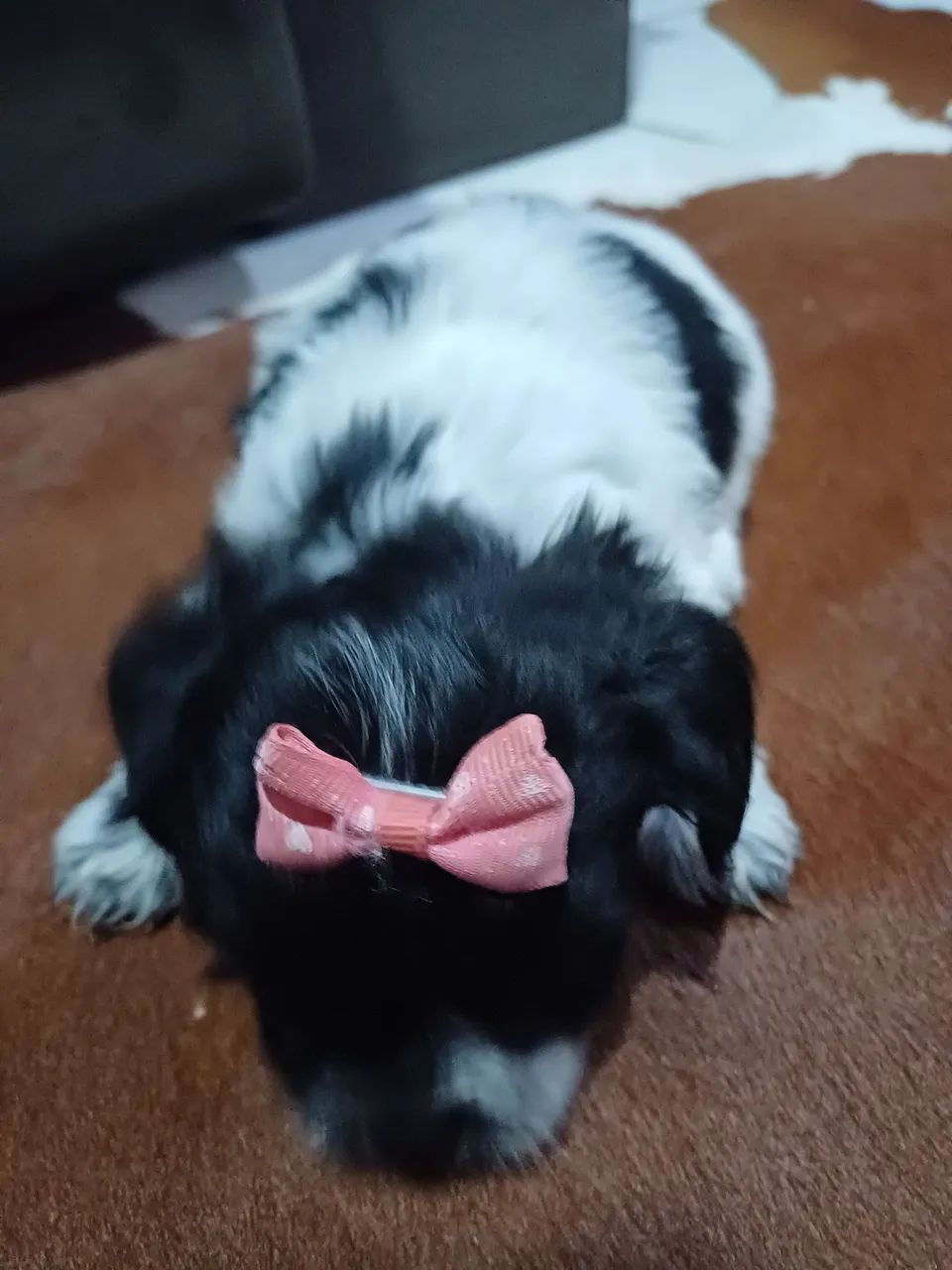 Filhotes de shitzu e Lhasa apso  - Foto 4