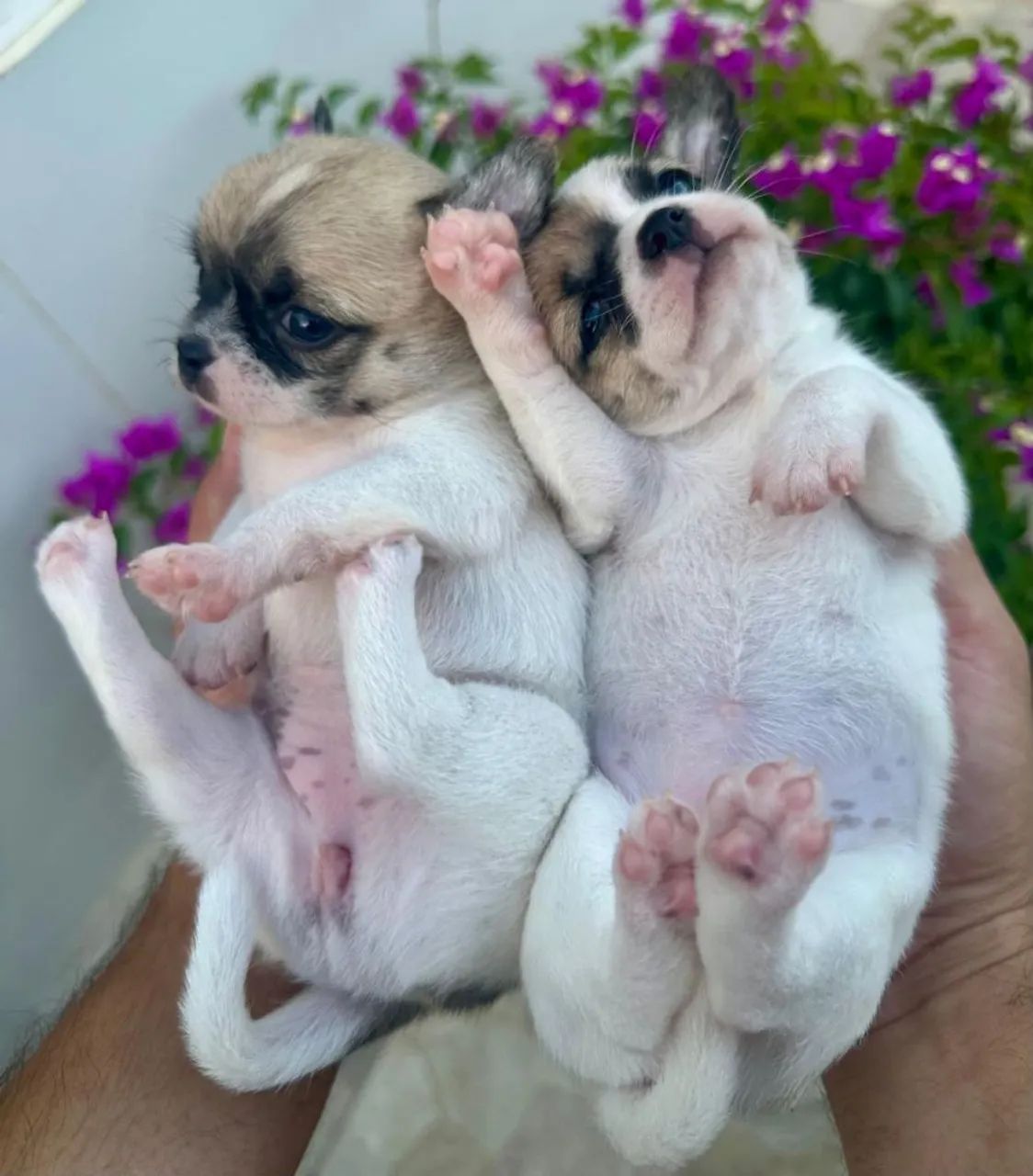 Chihuahua Fêmeas de pelagem curta