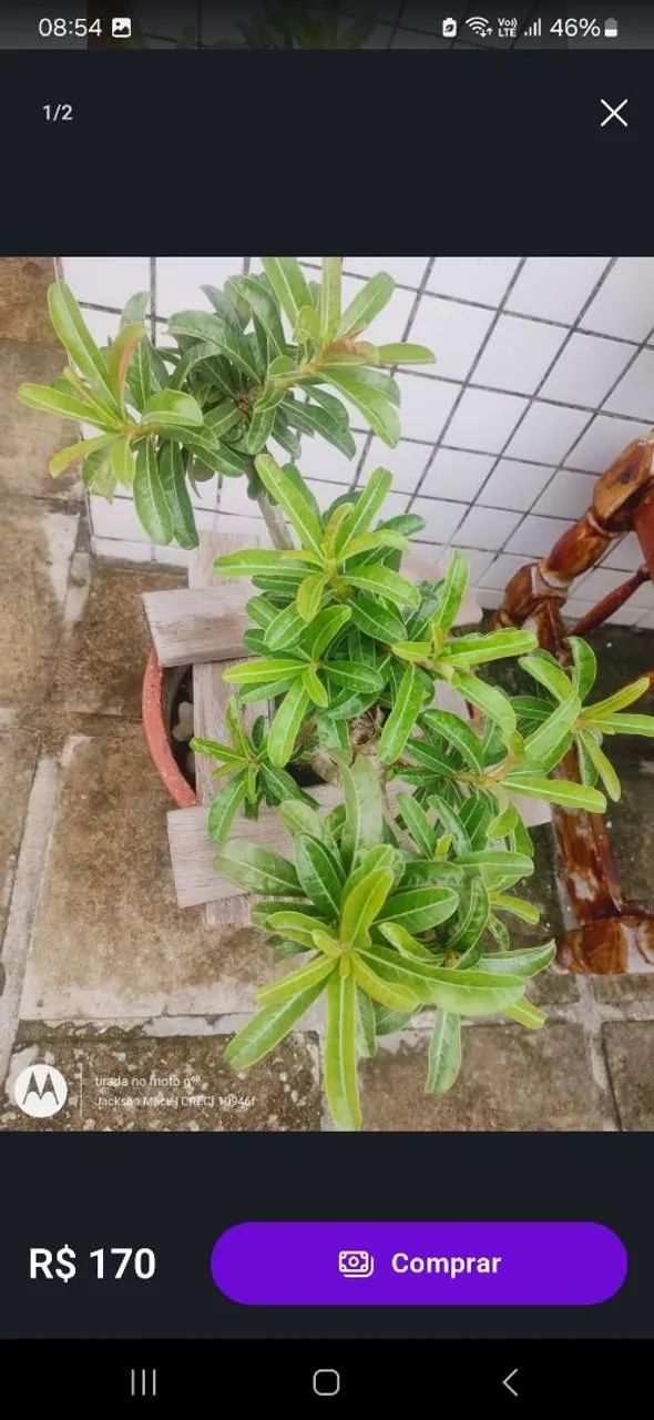 Vaso para jardim - Foto 2