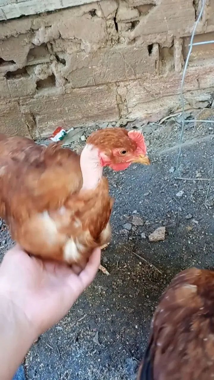 Franguinhos 