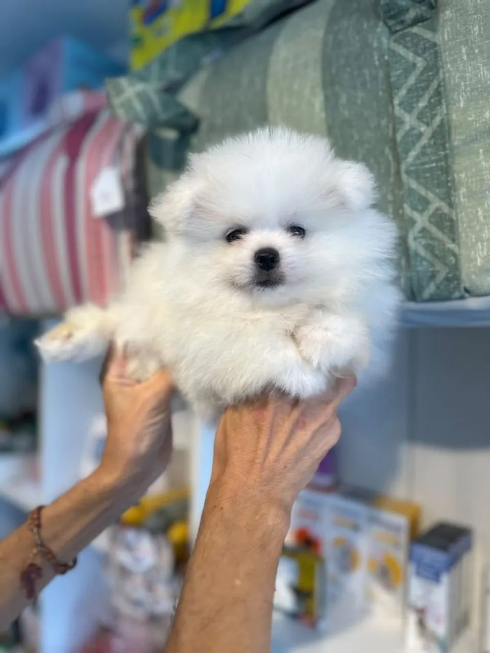 Belo e lindo spitz - Foto 3
