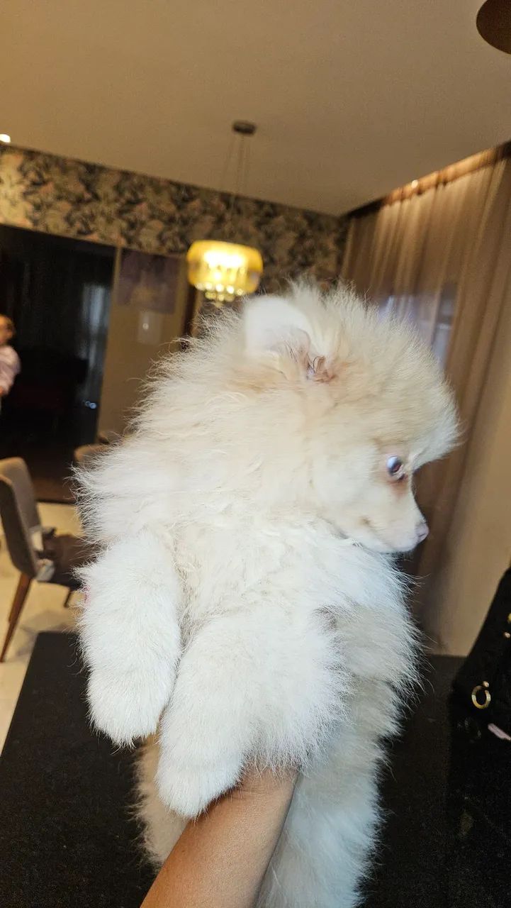 SPITZ ALEMÃO MACHO - Foto 5