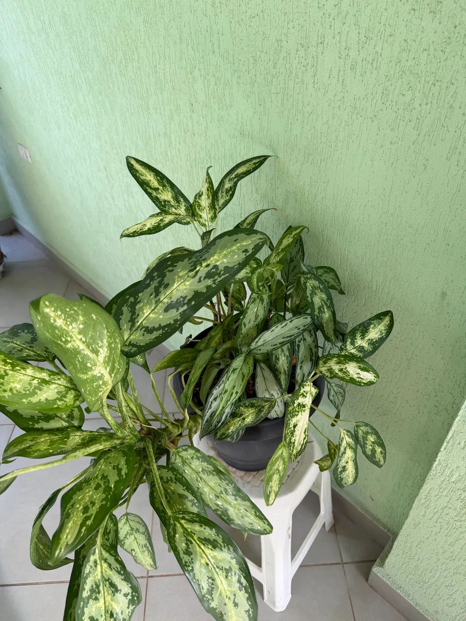 Vaso de planta com Aglaonemas - Foto 4