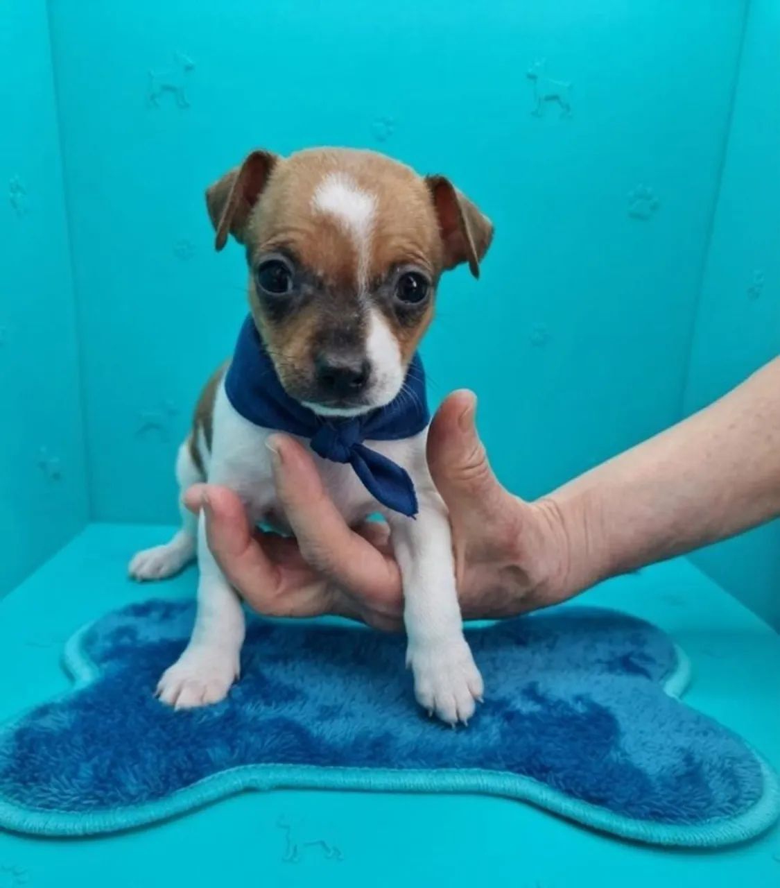 Pinscher Macho com Personalidade Única
