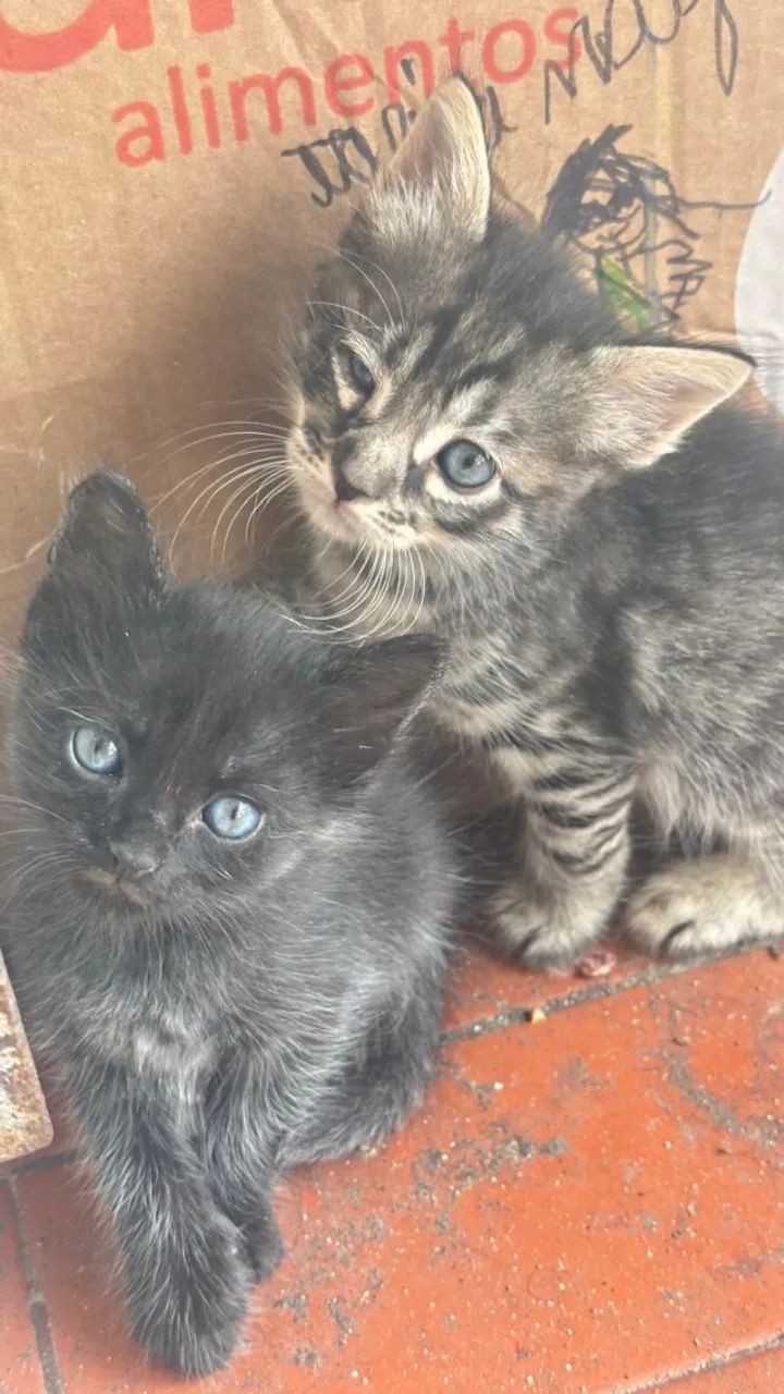 Gatos para Adoção  - Foto 2
