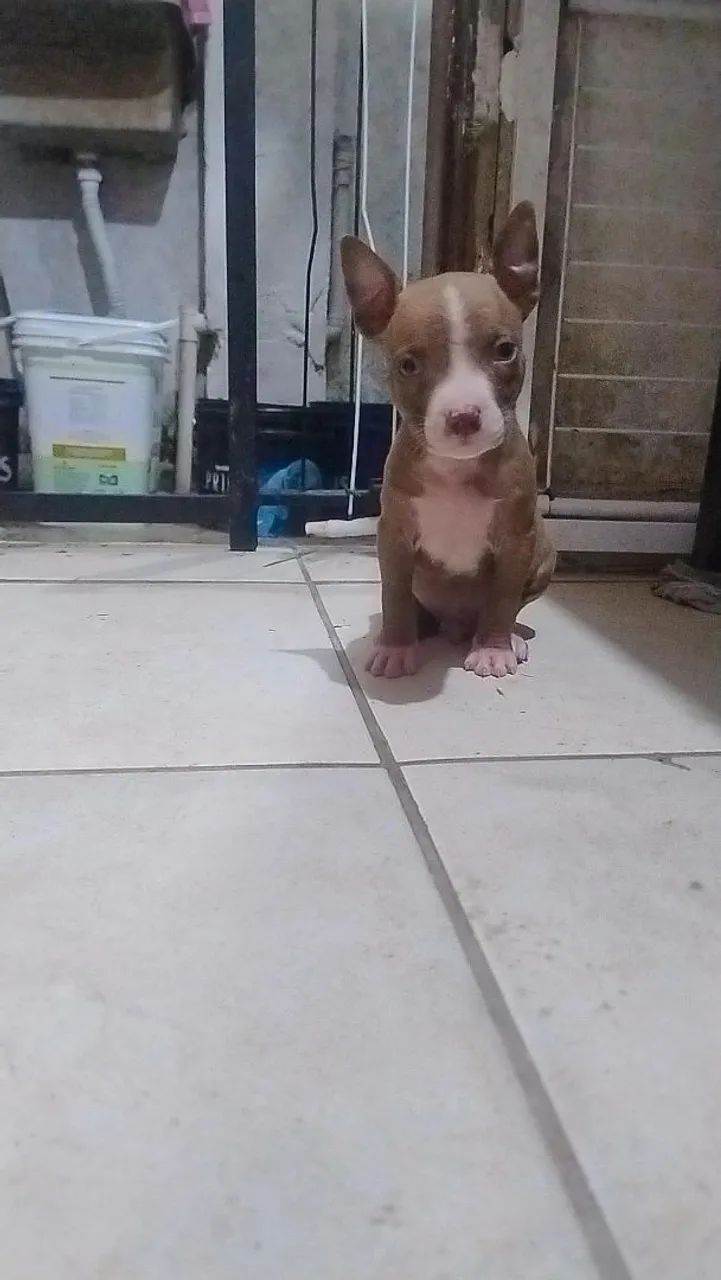 Pitbull  - Foto 4