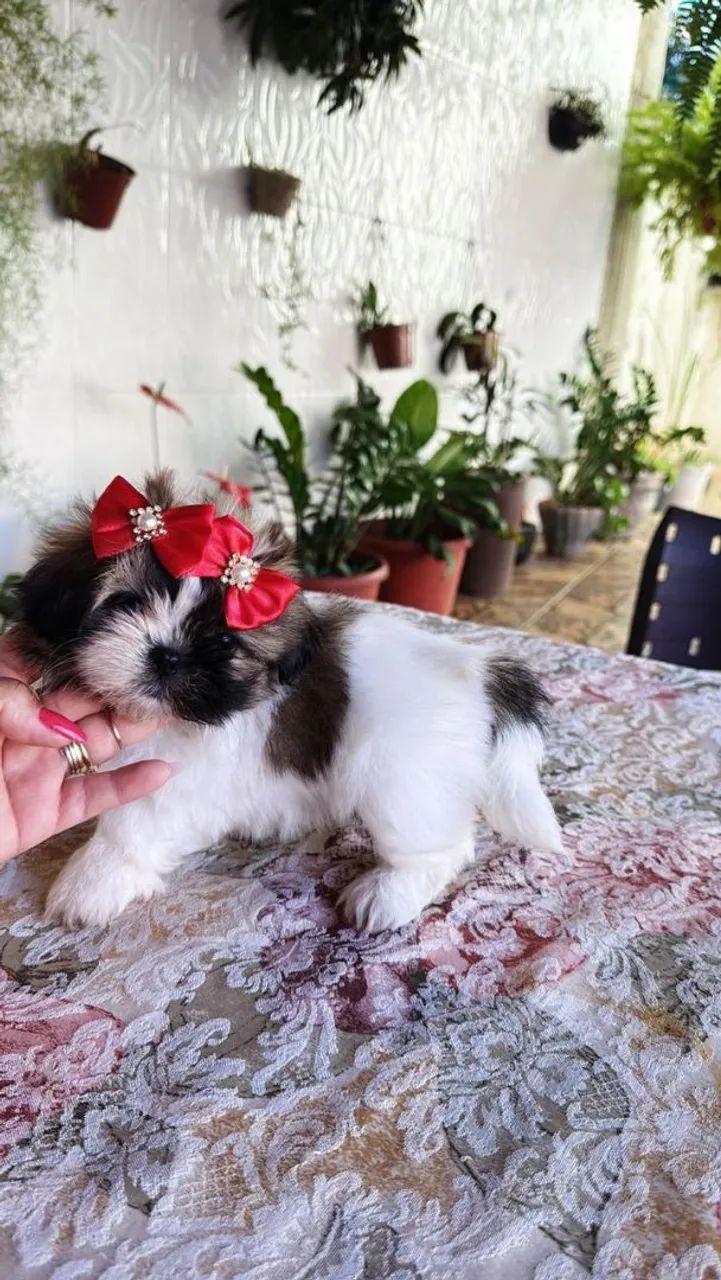 Shih Tzu Mini 