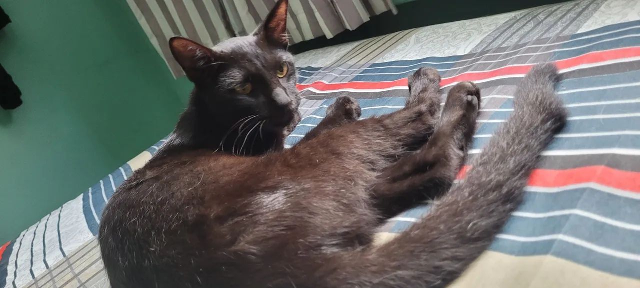 Doacao gato