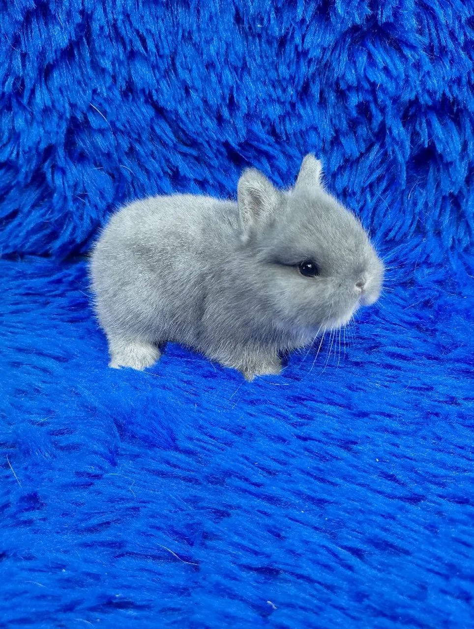 Os menores coelho do mundo de alto padrão  - Foto 3