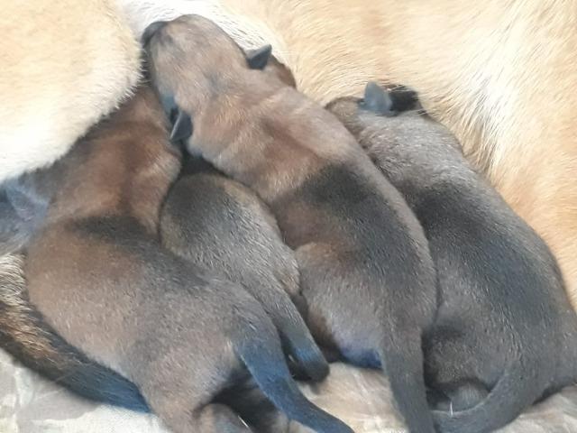 Pastor Belga de Malinois - Foto 3