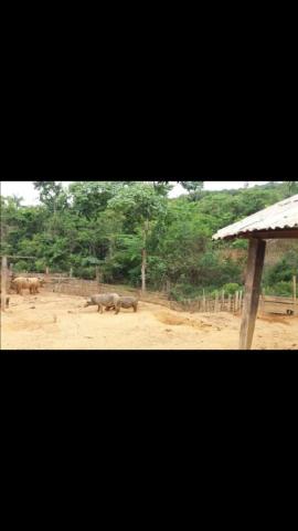 Vende-se uma chácara - Foto 5