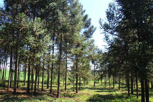 Chácara Araucária, 284.000m², tanques, nascente - Foto 16