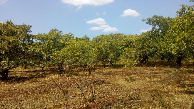 Propriedade Rural (S.Gonçalo do Piauí-Pi) - Foto 19