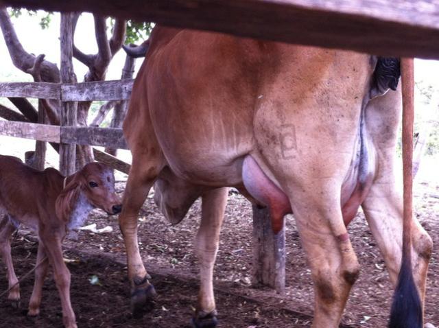 Procuro investidor para pecuária de leite - Foto 4