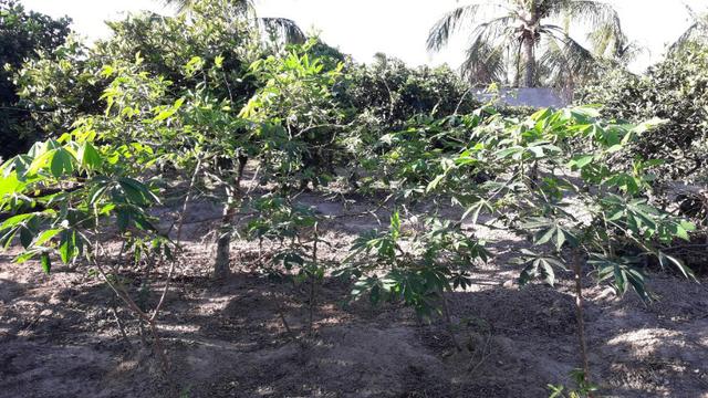 Chacara - Foto 10