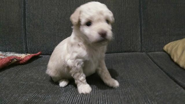 Poodle macho - Foto 3