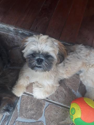 Vendo fêmea de shih Tzu puro - Foto 4