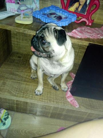 Pug femia pequeno porte - Foto 3