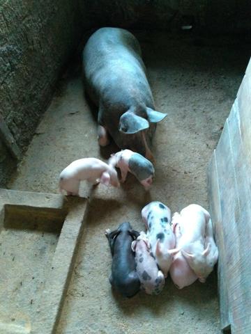 Porquinhos - Foto 2