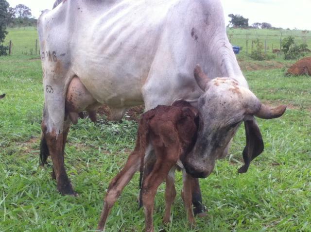 Procuro investidor para pecuária de leite - Foto 3